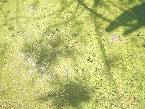 A water surface - There is an old well. In it the water is covered with tiny moss like greenery. The shadows of tree along the periphery of the well are also seen.The location is Vagamon, Kerala, India.
