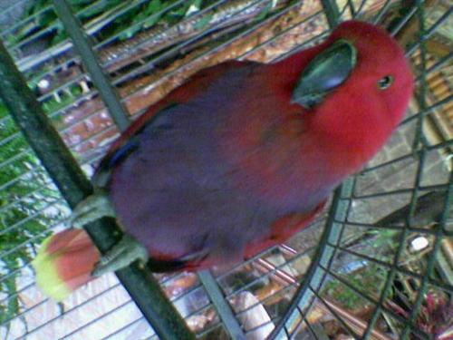 red bird - birdie!