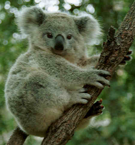 koala - representing Australia