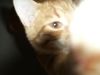 Cat Rudolf - It's my sweet cat :)
