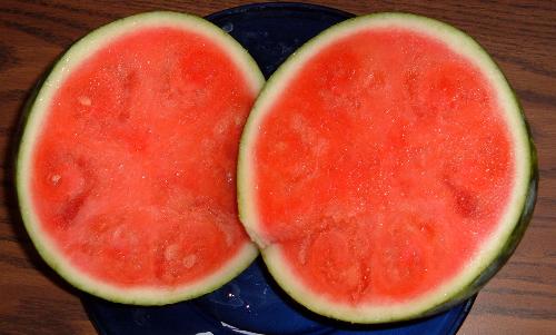 Favorite fruit - Watermelon (Citrullus lanatus (Thunb.) Matsum & Nakai, family Cucurbitaceae) refers to both fruit and plant of a vine-like (climber and trailer) herb originally from southern Africa and one of the most common types of melon. This flowering plant produces a special type of fruit known by botanists as a pepo, which has a thick rind (exocarp) and fleshy center (mesocarp and endocarp); pepos are derived from an inferior ovary and are characteristic of the Cucurbitaceae. The watermelon fruit, loosely considered a type of melon (although not in the genus Cucumis), has a smooth exterior rind (green and yellow) and a juicy, sweet, usually red or yellow, but sometimes orange, interior flesh. The flesh consists of highly developed placental tissue within the fruit.