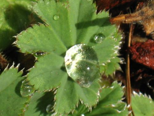 Water Droplet - I love the looks of this each morning when the dew sits on the leaves.