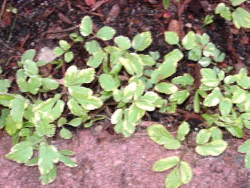 Ground Cover - This makes a great gropund cover as it spreads quickly and grows great in all climates. Ground Cover - This makes a great gropund cover as it spreads quickly and grows great in all climates.