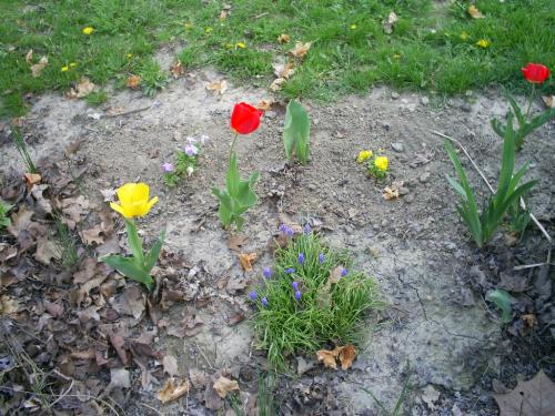 My earliest blooming flowers - My tulips,grape hyicins (sp?) and pansies I transplanted.