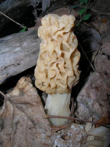 Edible Mushrooms - An edible mushroom, I would love to go mushroom hunting this year..