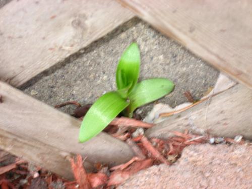 Stray Offshoot Lily - Behine the trellis and a brick border stone.