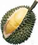 Durian fruit - The durian is believed to be native to Borneo and Sumatra. It is found wild or semi-wild in South Tenasserim, Lower Burma, and around villages in peninsular Malaya, and is commonly cultivated along roads or in orchards from southeastern India and Ceylon to New Guinea. Thailand and South Vietnam are important producers of durians.