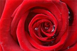 rose - red beauty rose - red beauty