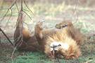 Sleeping Lion - The lion is never week or out of his strength when sleeping. Never dear the lion when sleeping.