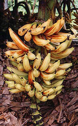 Kerala Bananas Nendhran Variety  - These bananas are a very healthy and nutritious food. They can be cooked or steamed cut into small bits and fed to even very small babies as the first solid food.  They are made into chips, sweets, curries, , Payasams, Pradhamans etc. and lot more. Thisparticular Banana isalso given to Gods to please them.