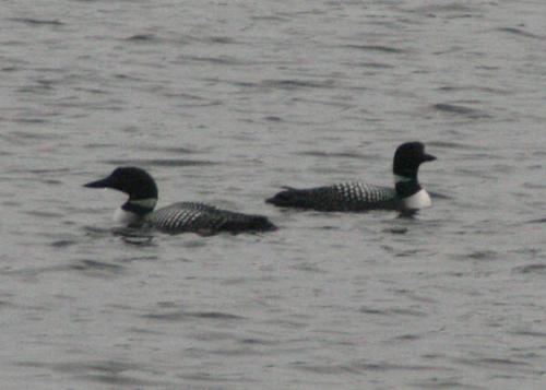Loons on the lake - This was taken with a Digital SLR Canon Rebel Xt with a Tamron 28-200 F3.5-5.6 lens. I was in the car and stopped to see and photograph. I did not get out of the car because of the rain and the Loons were still close to shore. Loons on the lake - This was taken with a Digital SLR Canon Rebel Xt with a Tamron 28-200 F3.5-5.6 lens. I was in the car and stopped to see and photograph. I did not get out of the car because of the rain and the Loons were still close to shore.