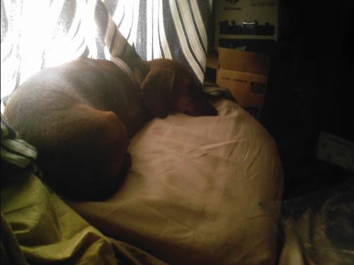 Izzy - Izzy likes to sleep on my pillow!