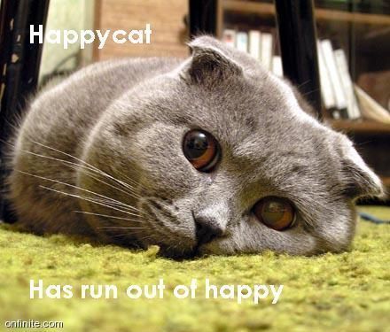 Has your S/O ran out of happy? - unhappy cat