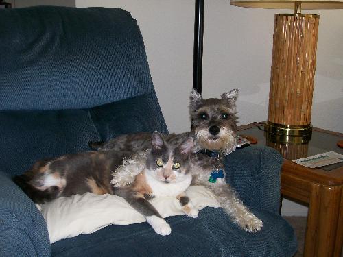 Best Friends - Our cat, Shady & our miniature schnauzer, Sunshine