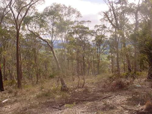 Bush - Overlooking New Norfolk Tasmania this photo was taken on Peppermint hill ...