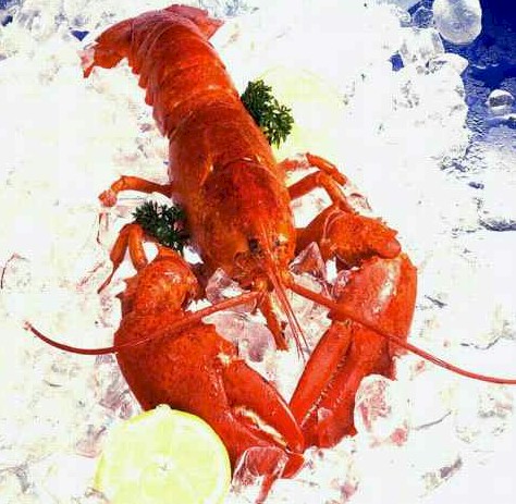 Lobster - A Lobster