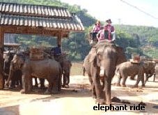 elephant ride. - Elephants in Thailand do not work in the lumbering industry because it is banned several years ago. They became redundant. Please help to feed them when you are vacationing in Thailand.