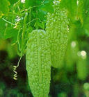 bitter gourd - I have seen the green one, but not the white one. Have you seen this?