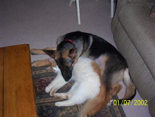 Faith and Sammie - laying together all curled up