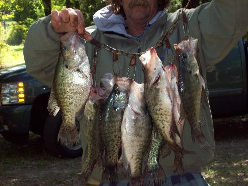 Nice Stringer of fish - These were the biggest crappie of the 34 we caught last weekend.