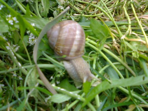 The snail - This is a vineyard snail.