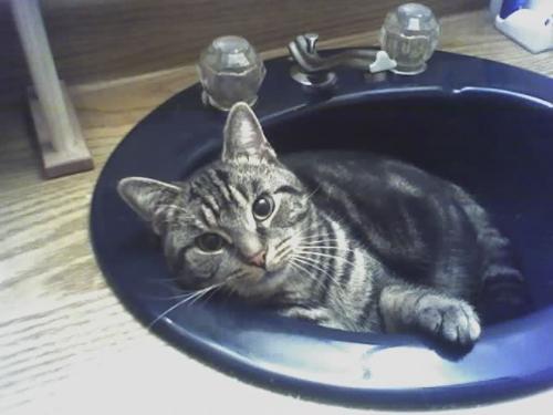 My Catz in the sink!!!! - wysiwyg!
