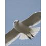 Attack of the hungry seagulls. - Seagulls attacking children during playtime.