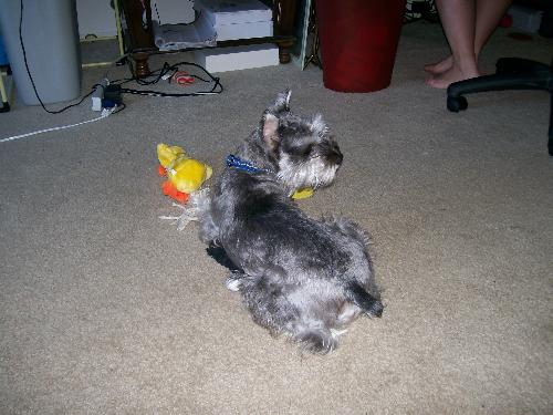 Sunshine & his favorite toy - This is a cute picture of my 5 year old Miniature Schnauzer playing with his absolutely favorite toy. He loves his yellow duckie! It is hard to find yellow duckies in the pet stores so we are constantly on the search for a new replacement yellow duck just in case the one he has kicks the bucket! LoL