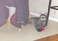 Arthur the Sipder King - My cat Arthur loves to play with his Spider toy.