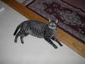 Lazy Cat - My cat Arthur is so Lazy...