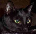 Black Cat - My beautifyl cat Gwenie. She is so black. She a real hand full too.