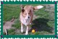 Ball any one? - My dog Abby is always ready to play ball.