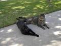 The Two Amigo's - both my cats. Arthur and Gwenie hanging out.