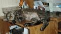 Crazy Sleeping cat - my cat arthur is so crazy. He loves to be next to me. Even if I'm no the computer.