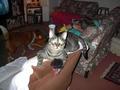 Arthur playing with his spider toy again - he just loves his spider. cat's with spiders??? who knew.