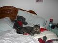 Cat in his Elemnt - Arthurs favorite place. The bed all by himself. He's got his teddy bear and the bed is nice and warm.