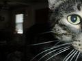 Cat profile - Arthur is the best cat model in the world. Look at this cool picture. He just loves to model.