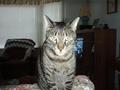 The Model - Yes, my cat is a model. He love to have his picture taken. Look at him pose. He's a natural.