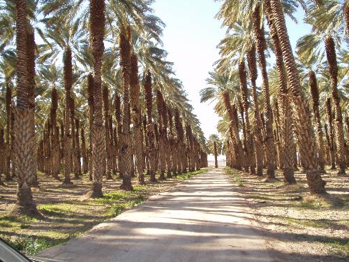 date palms - we visited Southern California on vacation and enjoyed seeing the fields where most of our food is grown.
