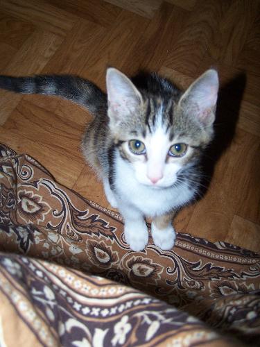 Mia, on the first day we got her - My little kitten, Mia at 4 weeks old. Very cute, very little, not yet vicious =P