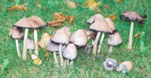 Mushrooms... - Mushrooms...