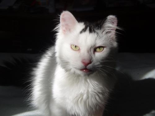 My kitten, Lucky - This is our 7 month old kitten named Lucky. He is a real cutie. He is a persian mix.