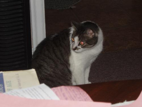 My cat, Guibosche (gee-bosh) - This is Guibosche (gee-bosh...ojibway for 'the bad one') She is 10 years old and doesn't really get along with the little guy (Lucky)