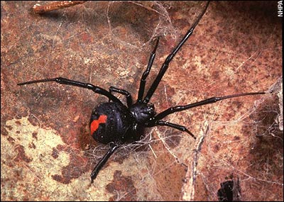 Redback Spider - A redback spider
