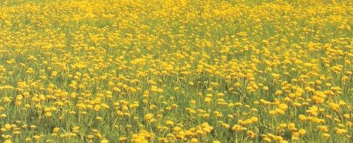 Flowers - Beautiful yelow flowers.