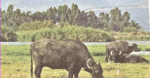Bear - A big black Bear,