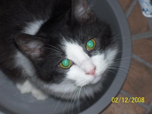 jr - my cat jr. she loves to sit in water bowls .....i dont know why thou.