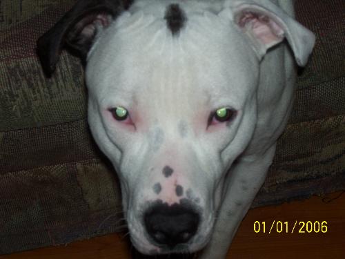 my puppy  - my pitbull
