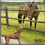 I know you! - These two look like they are best buddies!