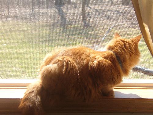 Tigger enjoying the birds - He sure loves looking out the windows. More so if they are open.